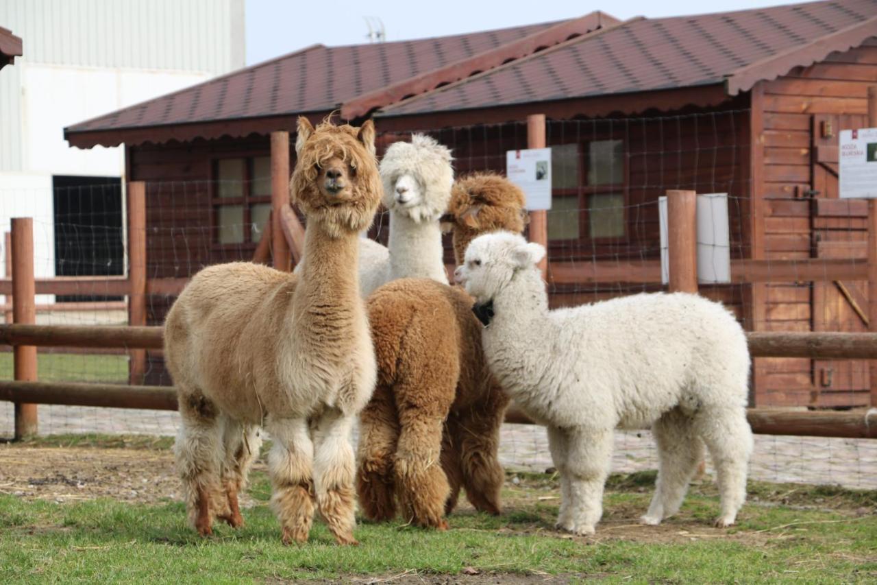 Palac Mortegi Hotel & Spa- Restauracja Szlachecka, Spa, Basen, Sauny, Jazda Konna, Mini Zoo- Luksus, Relaks I Przyroda W Jednym! Lubawa ภายนอก รูปภาพ